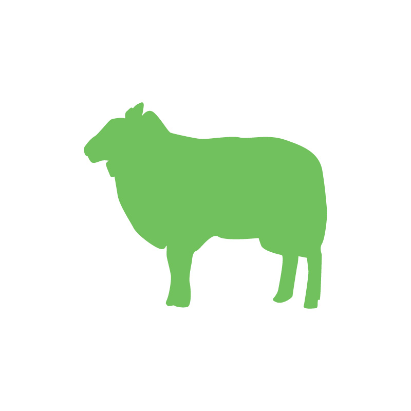 Goats & Sheep